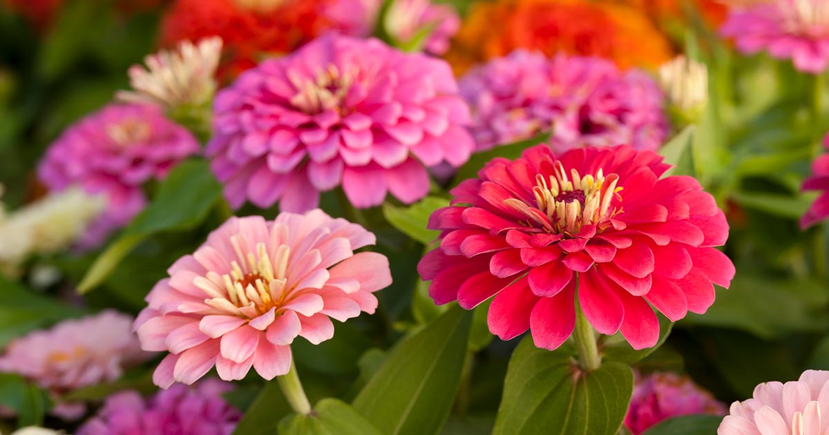How To Start A Flower Garden H