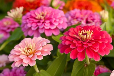 Lansdale Open Garden Tour