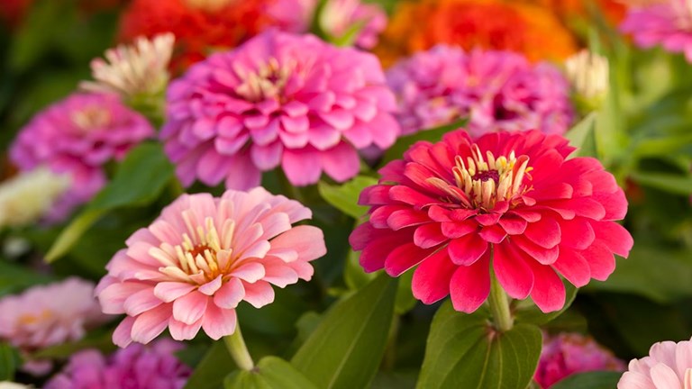 Lansdale Open Gardens Day