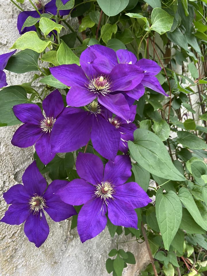 Clematis