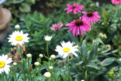 Our Next Meeting: Gardeners’ Roundtable: Sourcing Plants & Materials