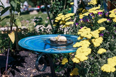 Pre-order Plant Sale!