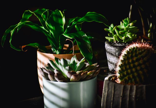 October Meeting! - House plants