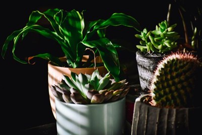 October Meeting! - House plants